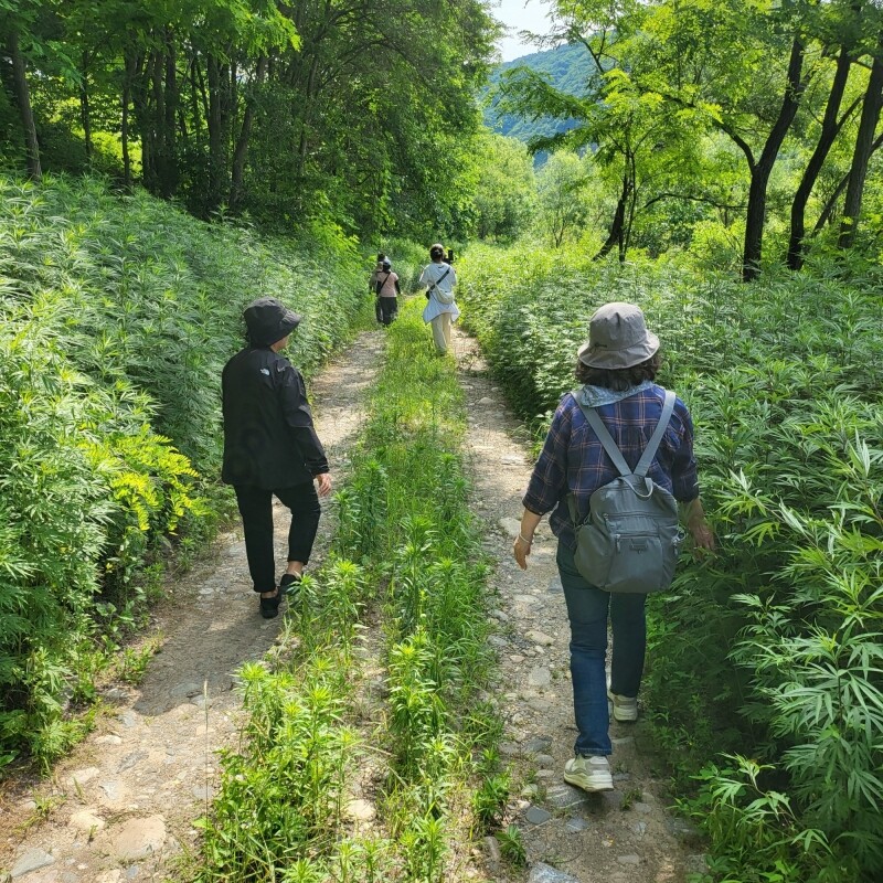 강원더몰,영월 저세마을 쑥쑥길투어